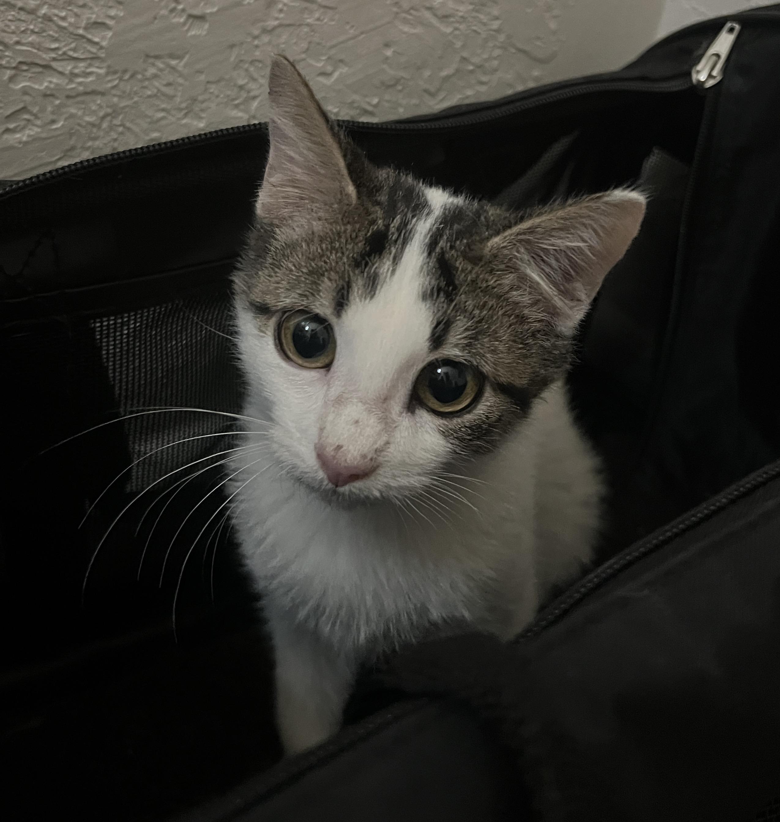 Enlarge Patches, a Adoptable Domestic Short Hair in Bryan, TX image 3/4