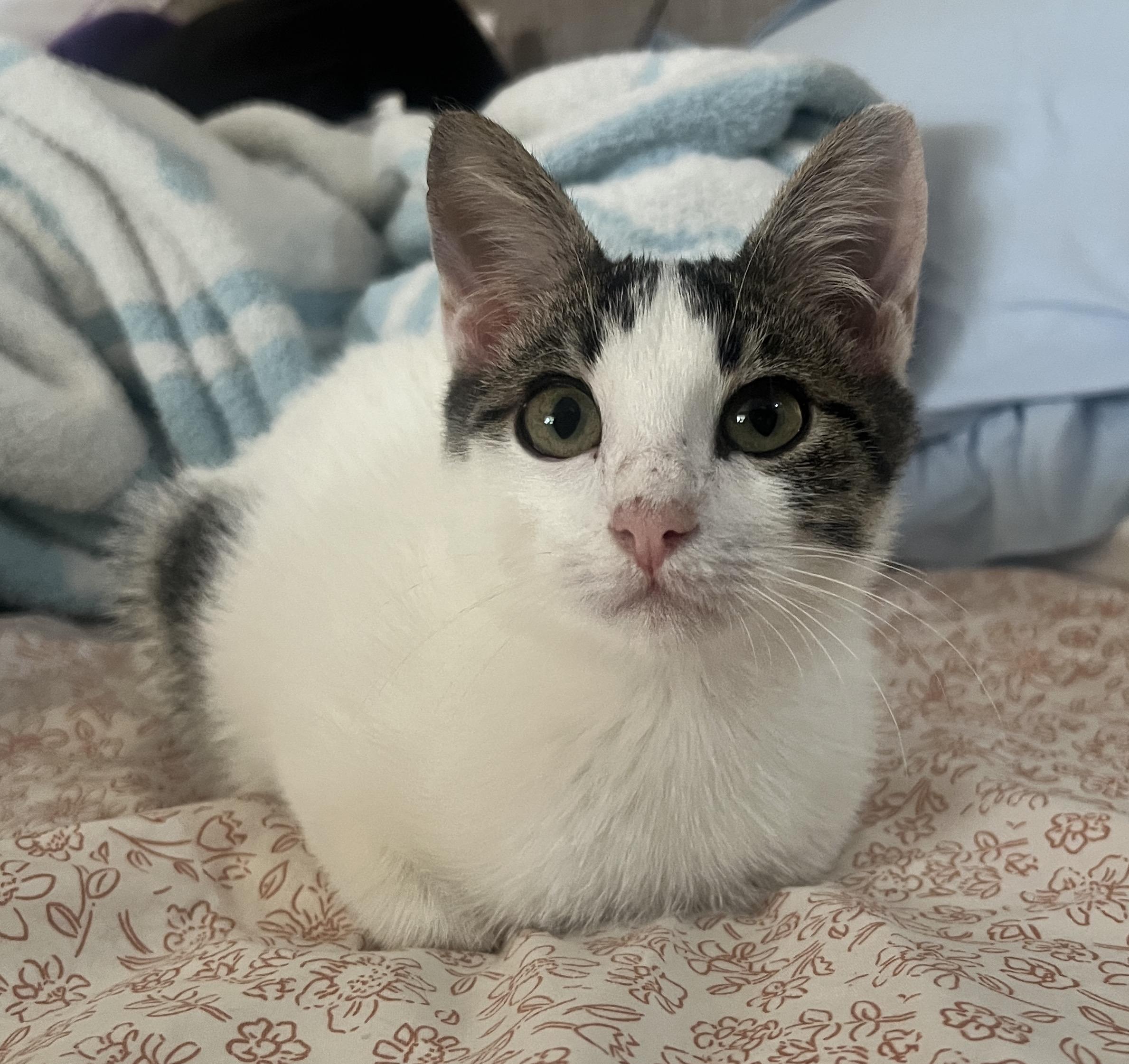 Enlarge Patches, a Adoptable Domestic Short Hair in Bryan, TX image 1/4