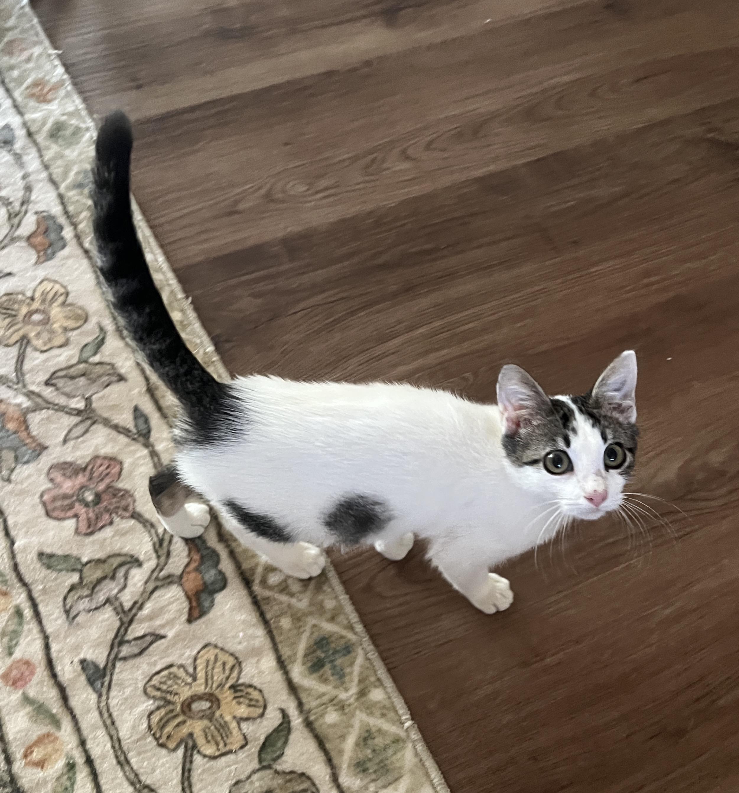 Enlarge Patches, a Adoptable Domestic Short Hair in Bryan, TX image 4/4