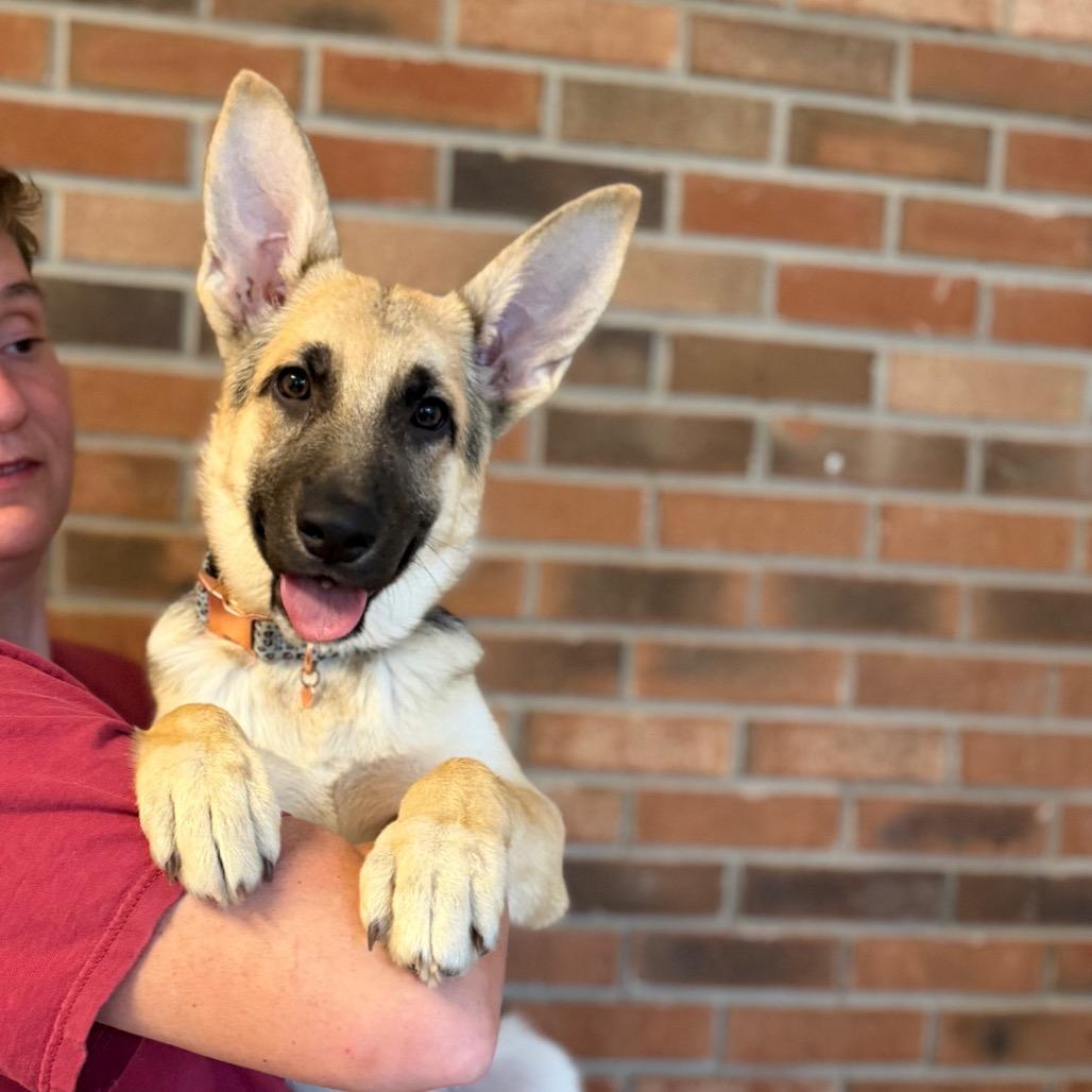 Koya, adopted, Puppy Female German Shepherd Dog.