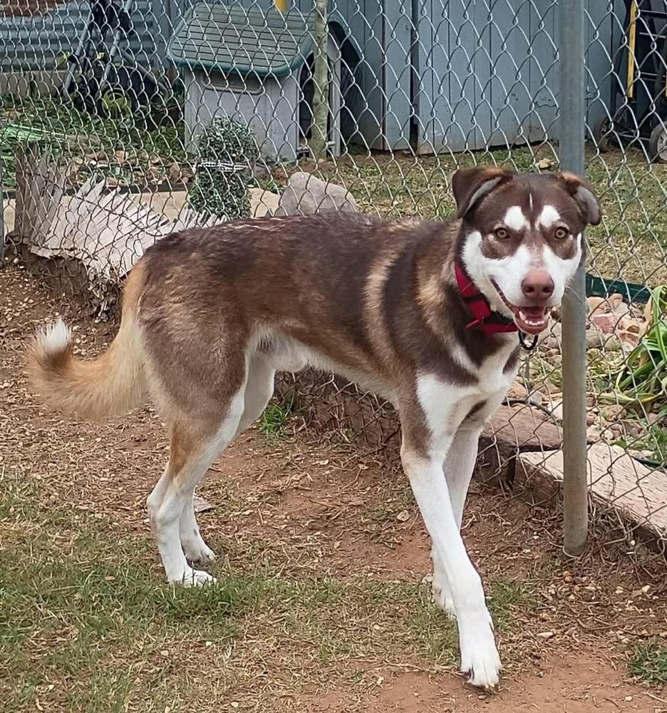 James, Adoptable, Young Male Husky & Mixed Breed.