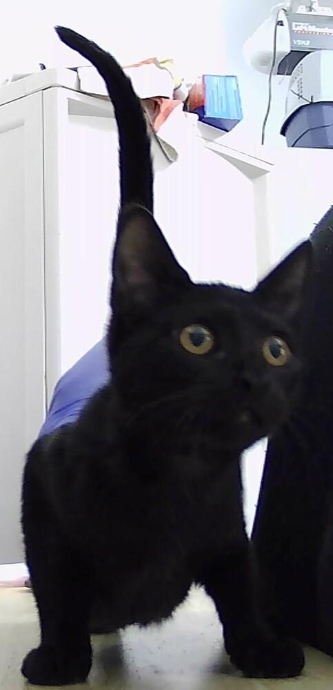 Etta, Adoptable, Kitten Female Domestic Short Hair.