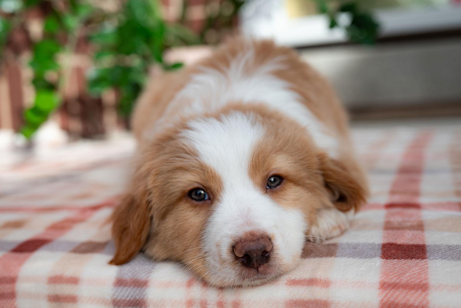 Shabu Shabu — thumbnail 2