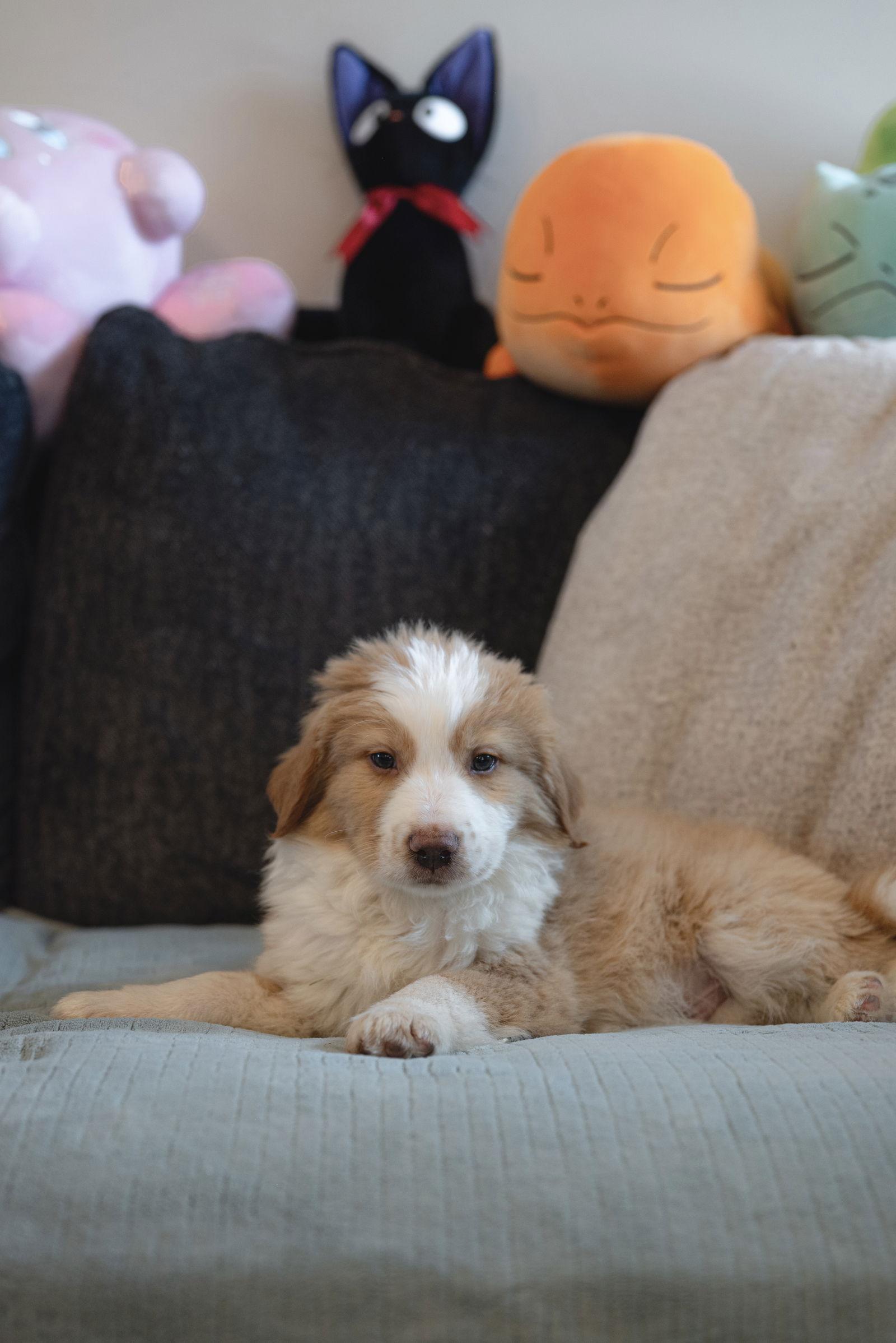 Shabu Shabu — thumbnail 3