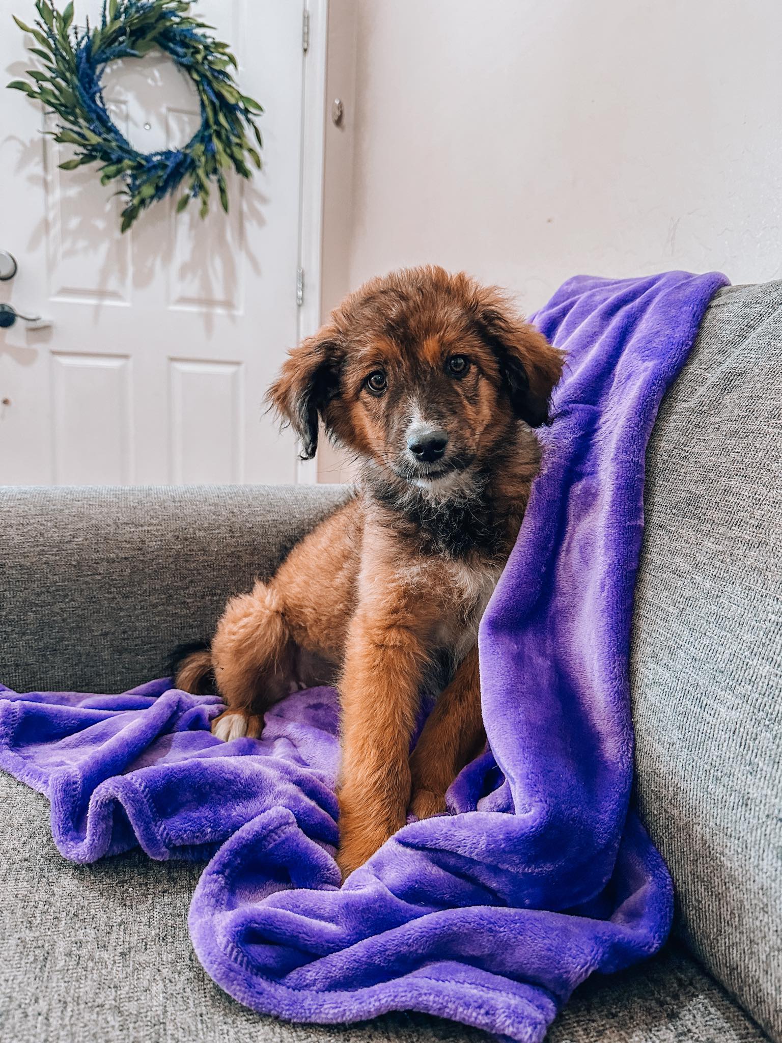 Dog for adoption Gerri, an Australian Shepherd Mix in Goodyear, AZ