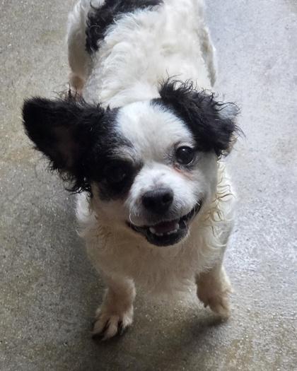 Enlarge Sage, a Adoptable mixed breed in Kinzers , PA image 1/1