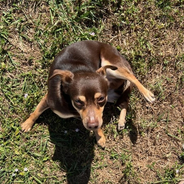 Vinny, a ADOPTABLE Mixed Breed in LEHIGH ACRES, FL image 2/4