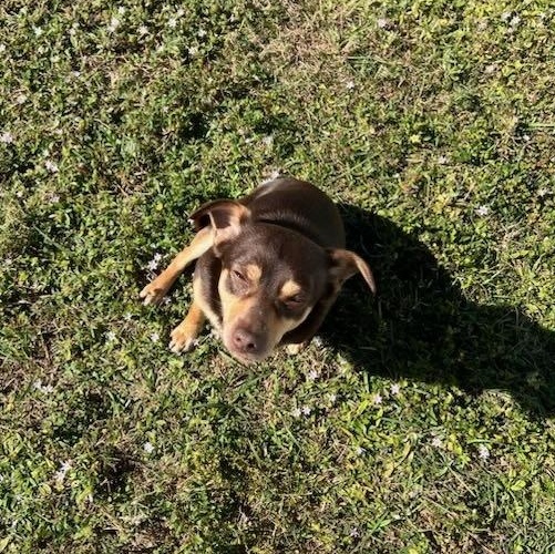 Vinny, a ADOPTABLE Mixed Breed in LEHIGH ACRES, FL image 3/4