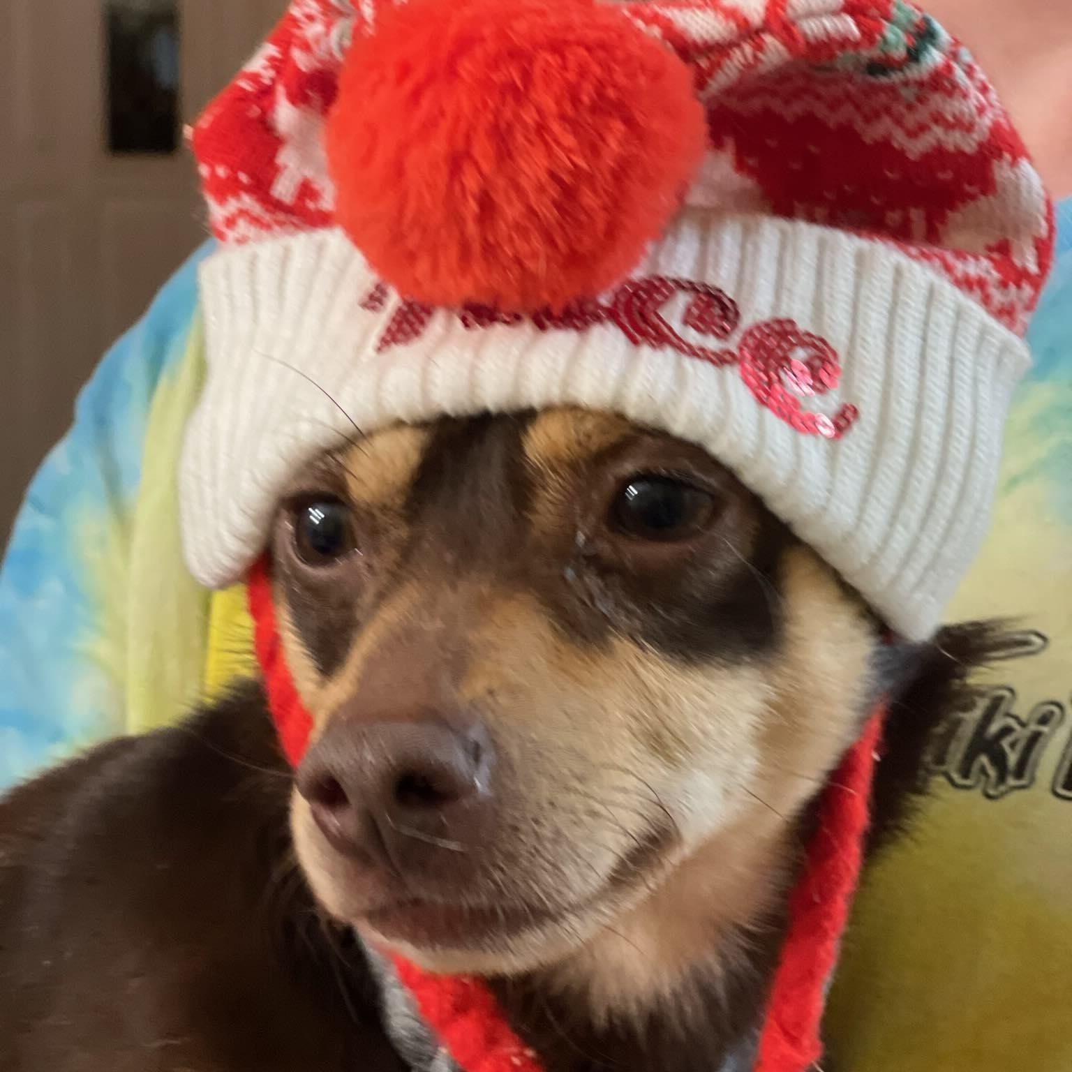 Vinny, a ADOPTABLE Mixed Breed in LEHIGH ACRES, FL image 4/4