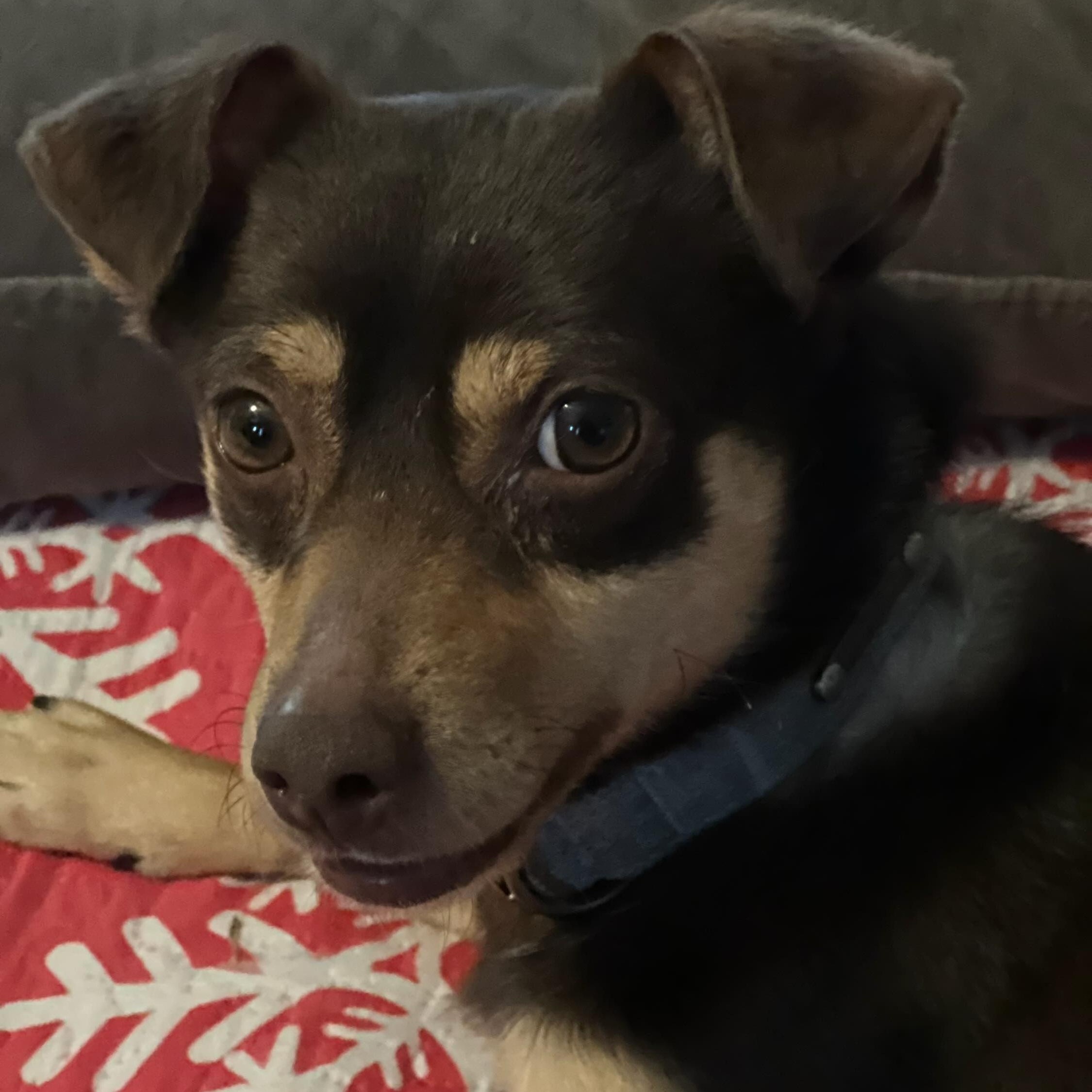 Vinny, ADOPTABLE, Young Male Mixed Breed.