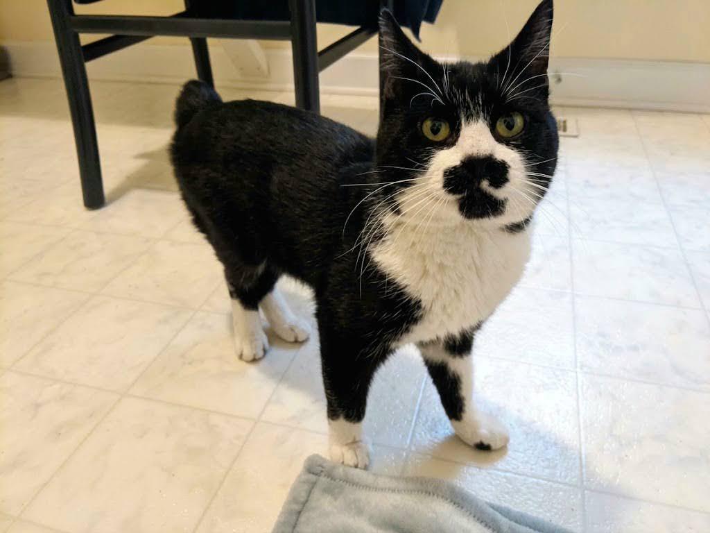 Menschie, ADOPTABLE, Adult • Male, Manx & American Bobtail.