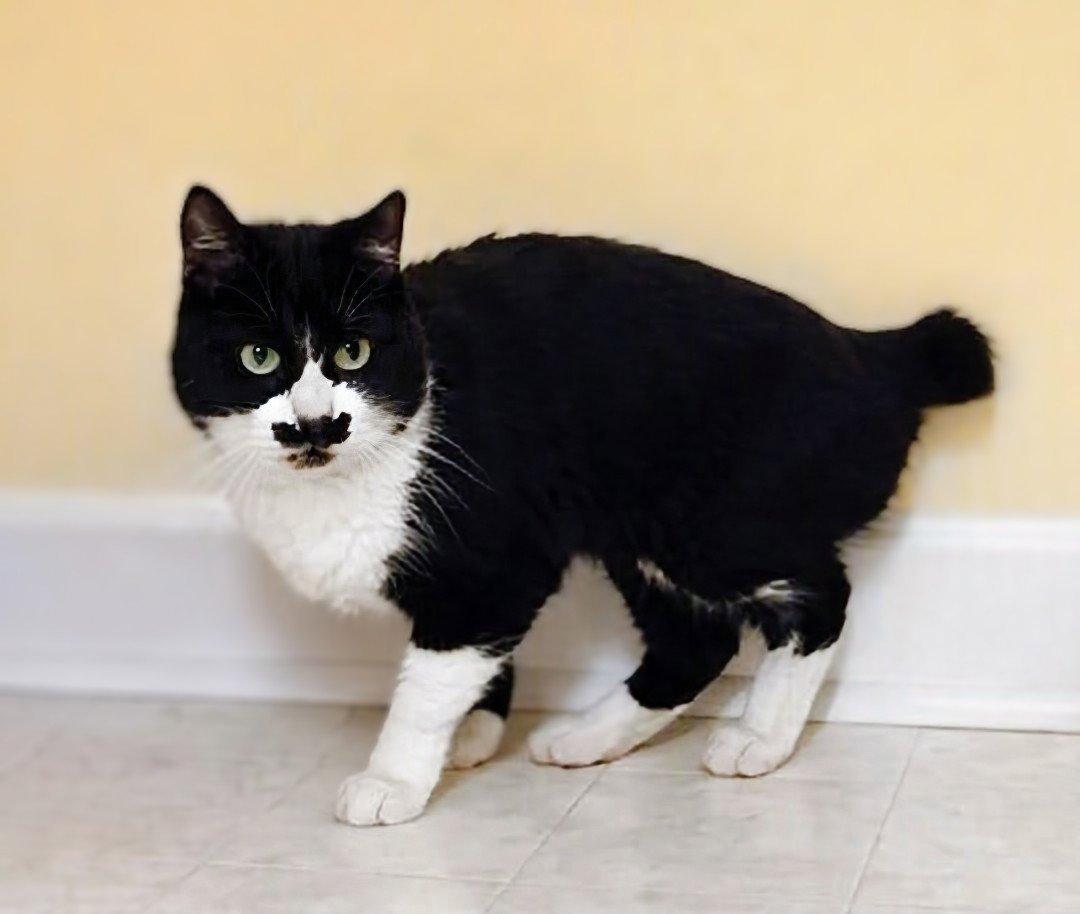 Enlarge Menschie, a Adoptable mixed breed in Liberty, NC image 3/3