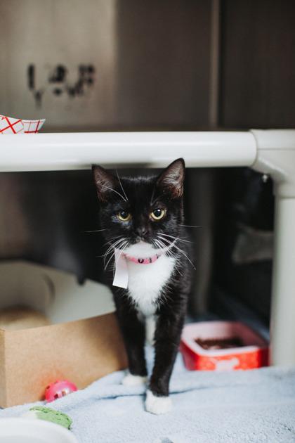 89809A Jana- Pounce Cat Cafe, Adoptable, Young Female Domestic Short Hair & Domestic Short Hair.