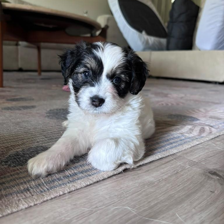 Emerald, Adopted, Puppy Female Cocker Spaniel & Chihuahua.