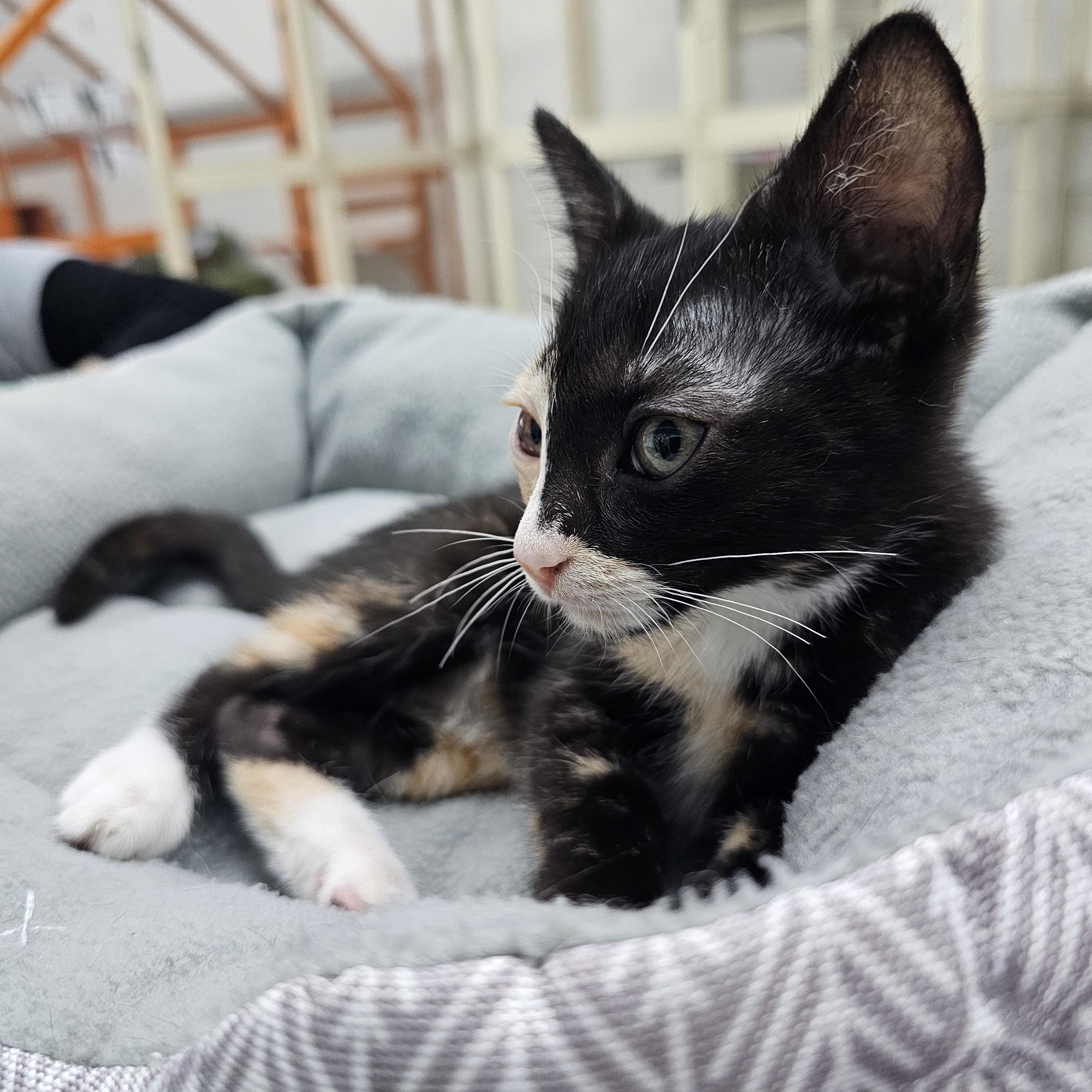 Enlarge Violet, a Adoptable Domestic Short Hair in Toledo, OH image 3/3