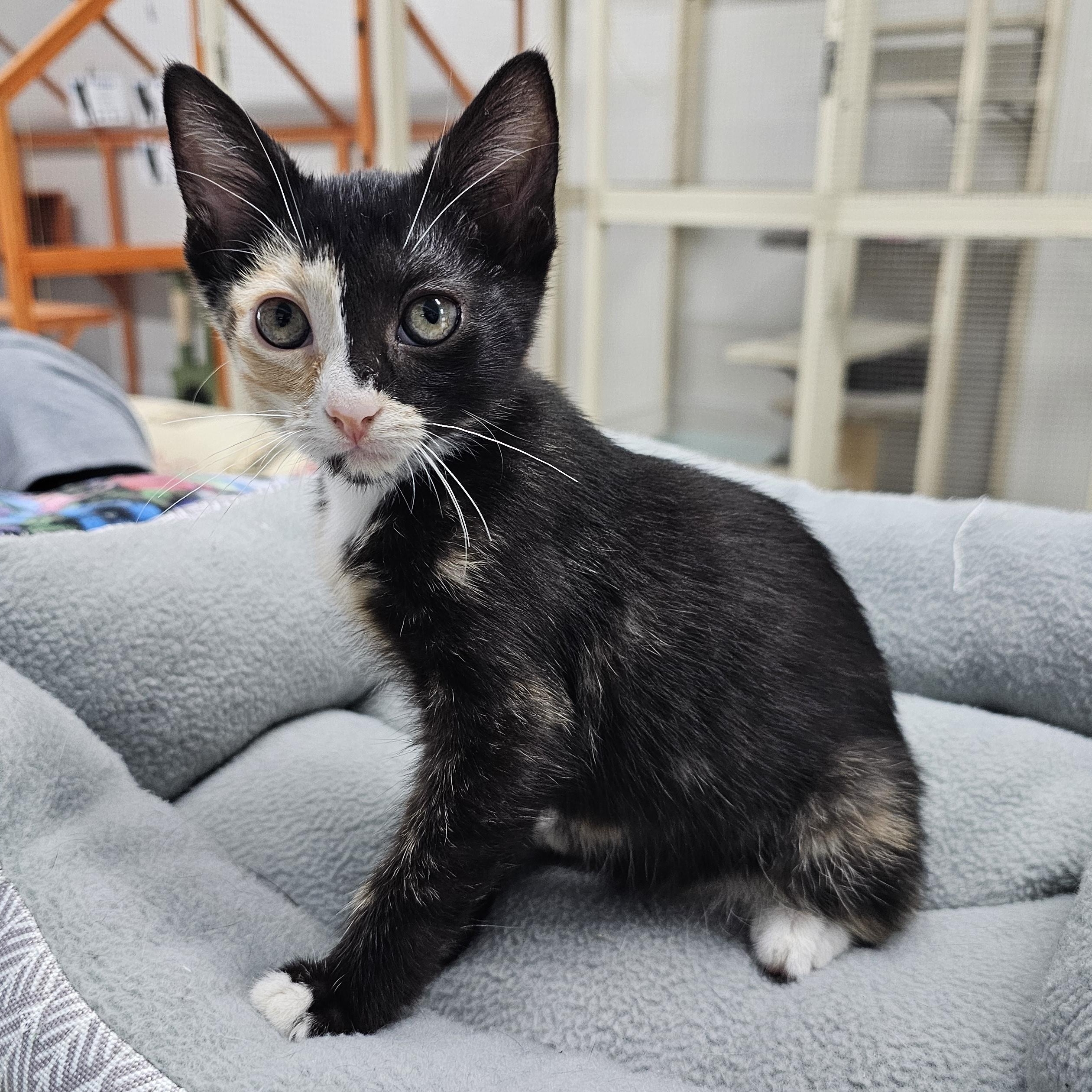Violet, Adoptable, Kitten Female Domestic Short Hair.