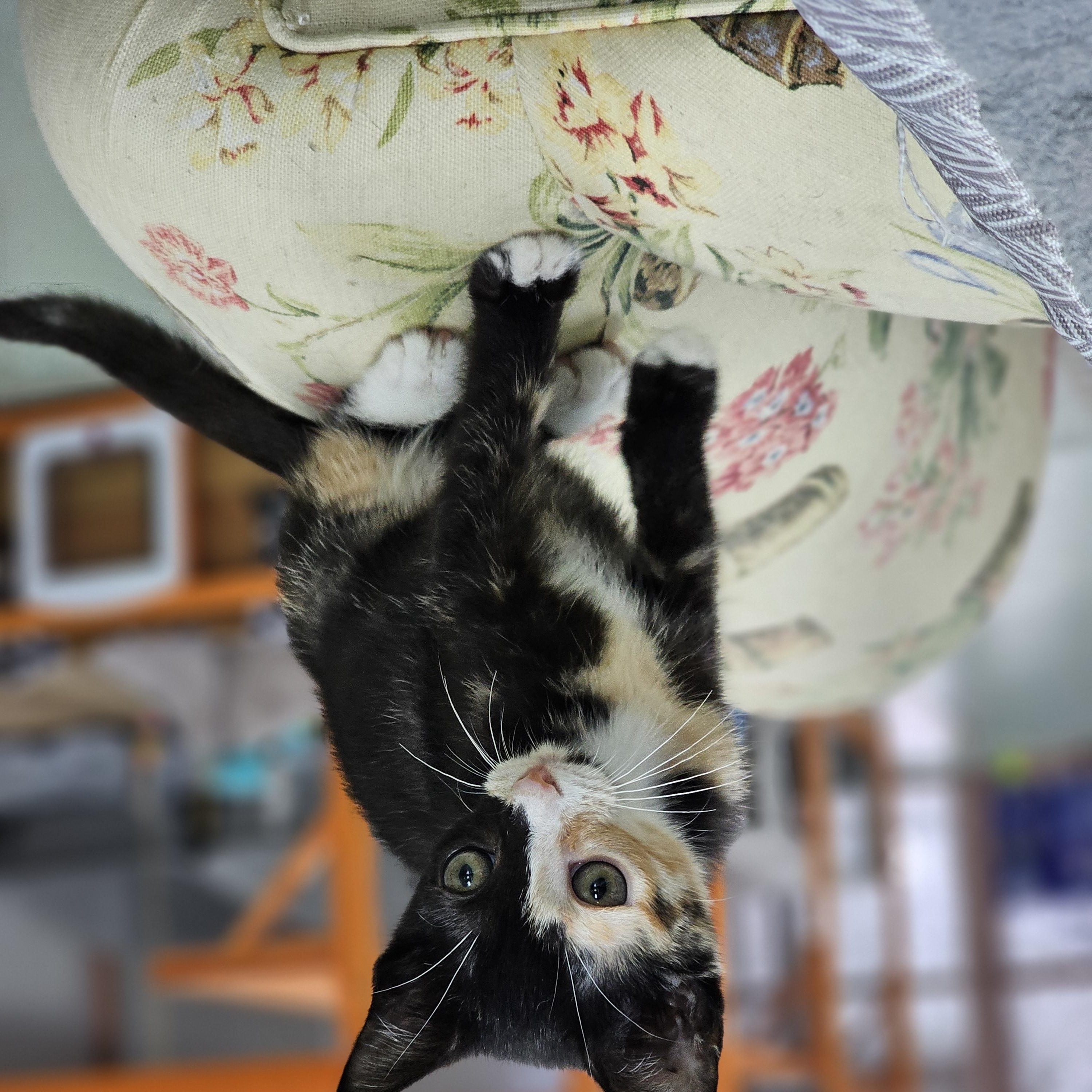 Enlarge Violet, a Adoptable Domestic Short Hair in Toledo, OH image 2/3