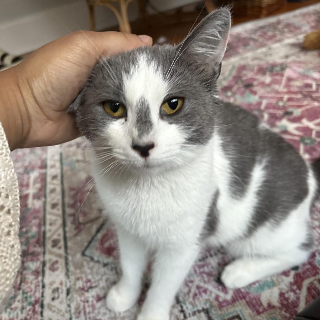 Enlarge Frances, a Adoptable Domestic Short Hair in Evanston, IL image 1/3
