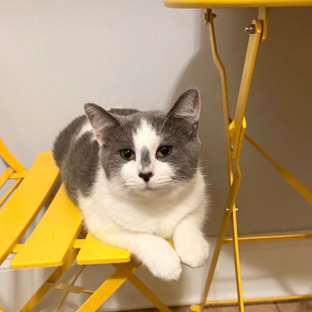 Enlarge Frances, a Adoptable Domestic Short Hair in Evanston, IL image 2/6