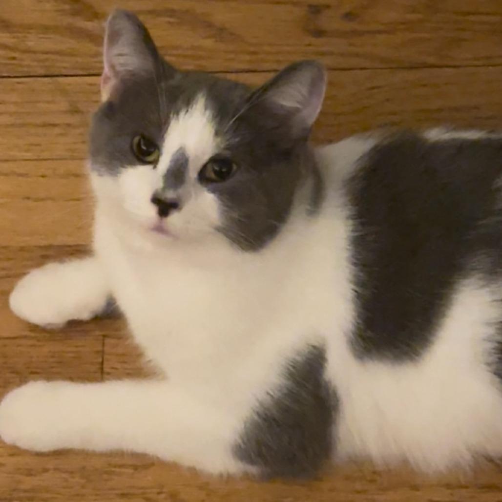 Enlarge Frances, a Adoptable Domestic Short Hair in Evanston, IL image 3/6