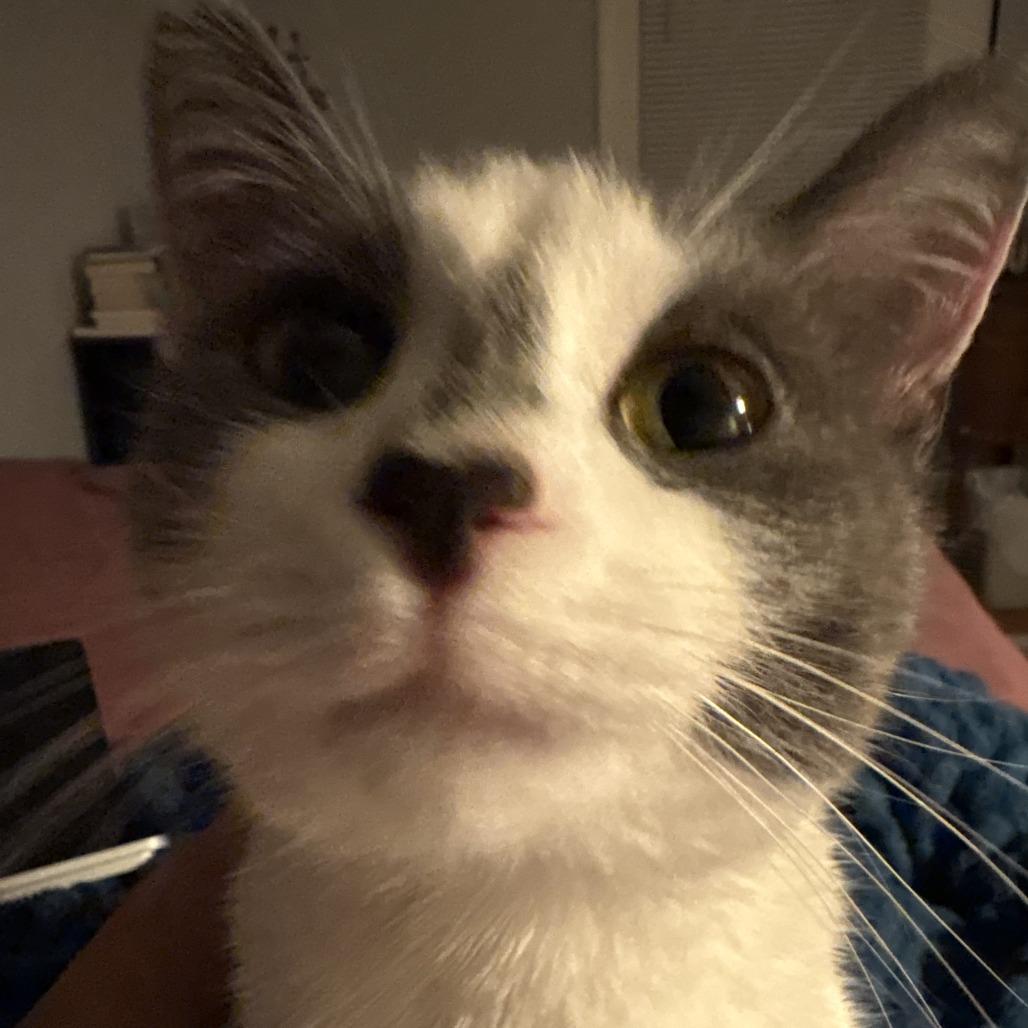 Enlarge Frances, a Adoptable Domestic Short Hair in Evanston, IL image 2/3
