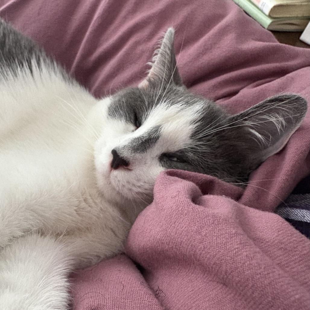 Enlarge Frances, a Adoptable Domestic Short Hair in Evanston, IL image 3/3