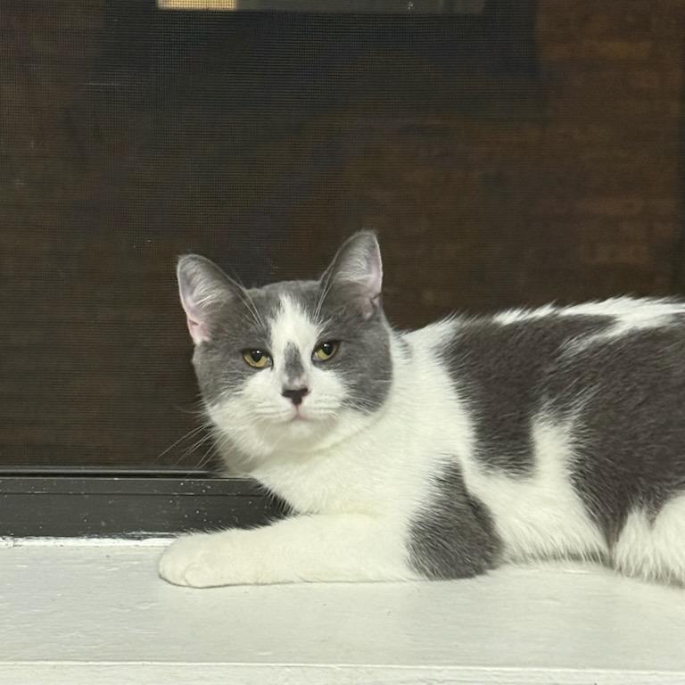 Enlarge Frances, a Adoptable Domestic Short Hair in Evanston, IL image 6/6