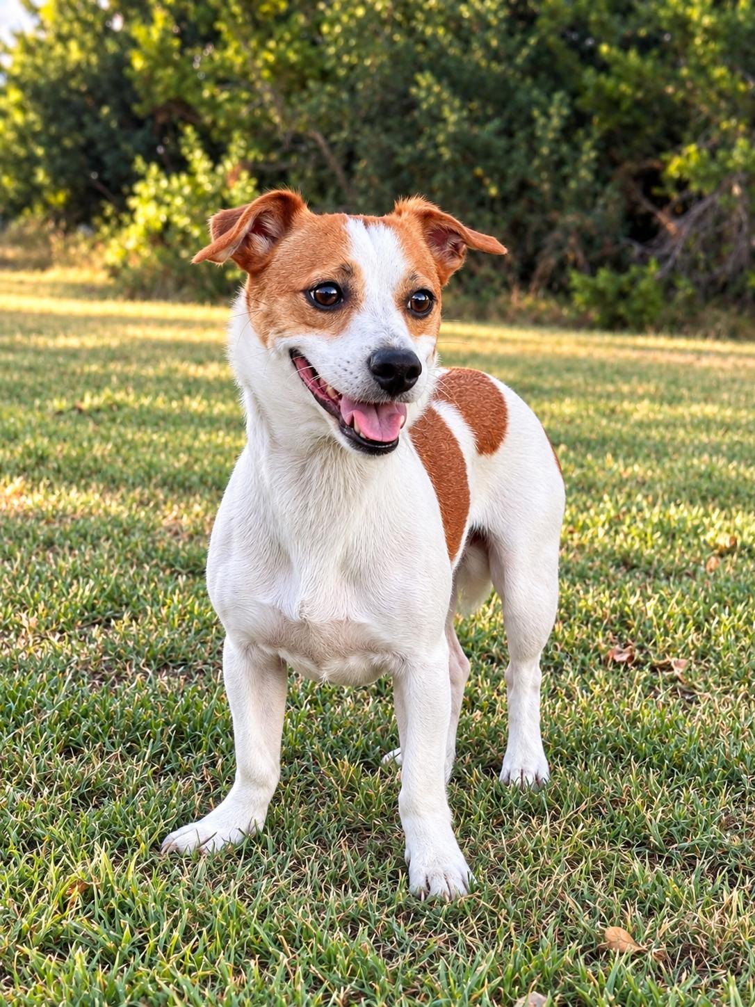 Enlarge POPO, a Adoptable Jack Russell Terrier in Thornhill, ON image 2/3