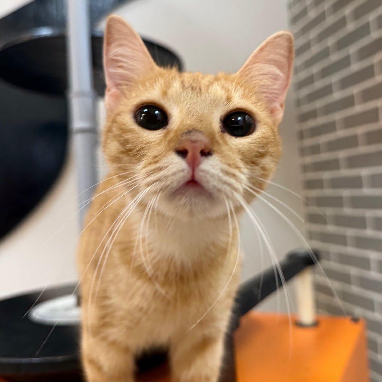 Frannie at Fat Cat Cafe, adopted, Young Female Domestic Short Hair.