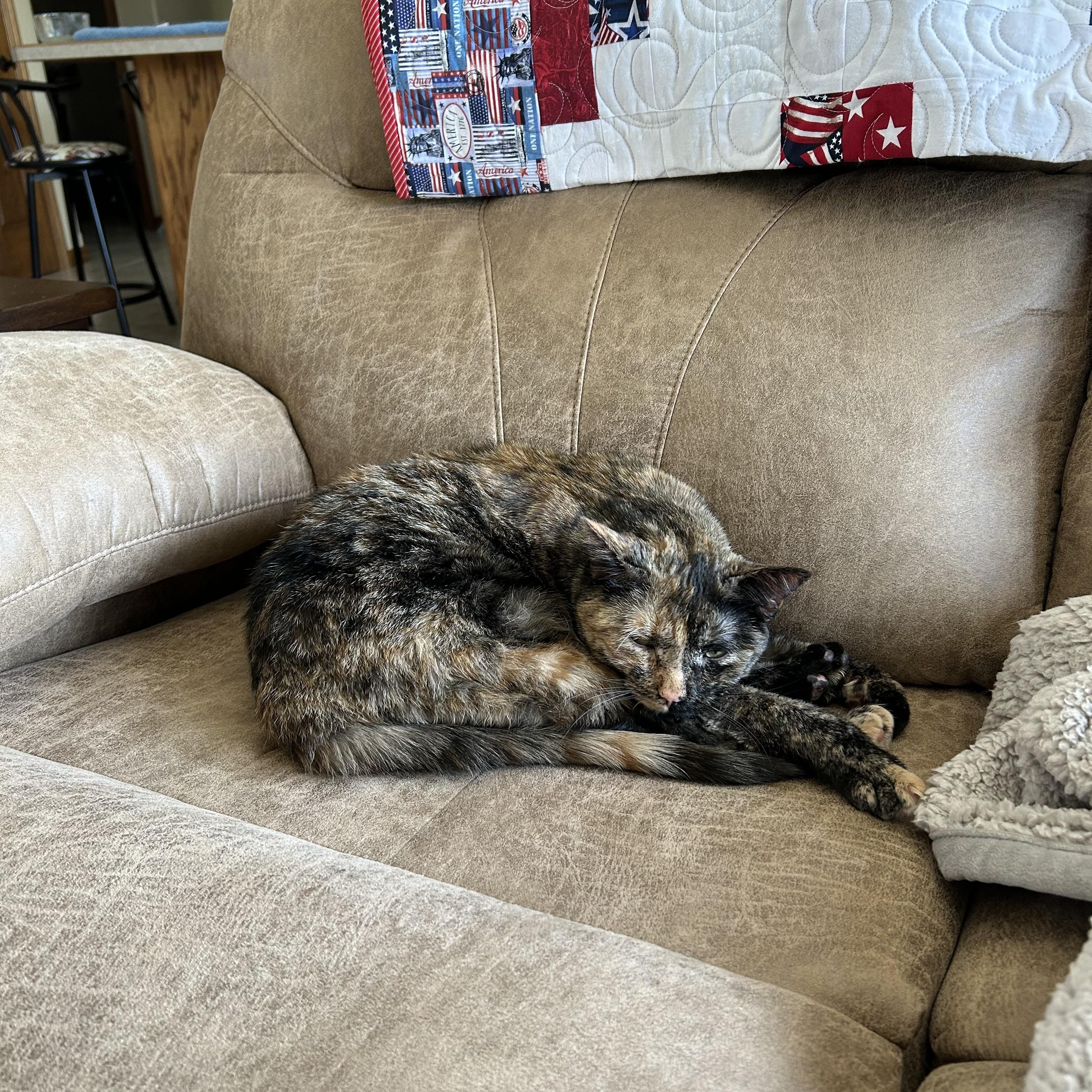 Lexi, a ADOPTABLE Tortoiseshell in Menasha, WI image 3/3