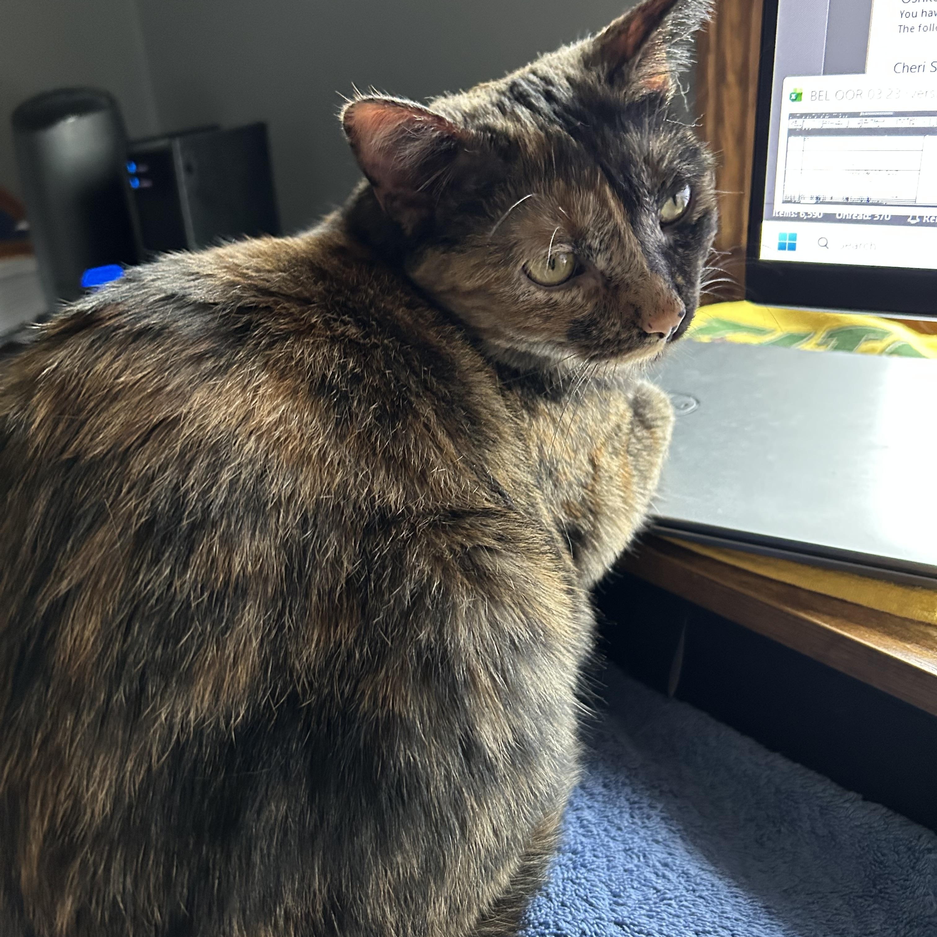 Lexi, a ADOPTABLE Tortoiseshell in Menasha, WI image 2/3