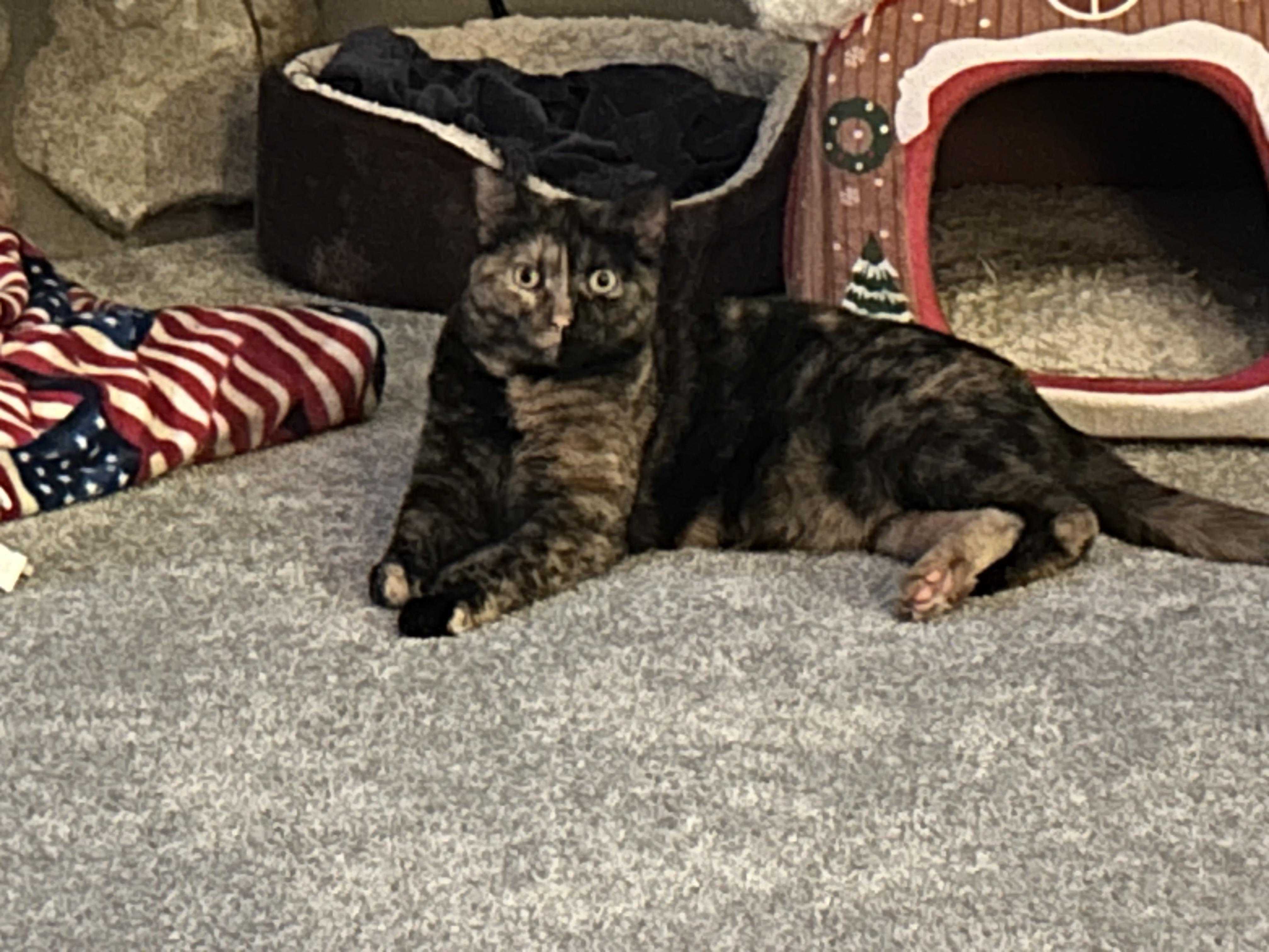 Lexi, a ADOPTABLE Tortoiseshell in Menasha, WI image 1/3