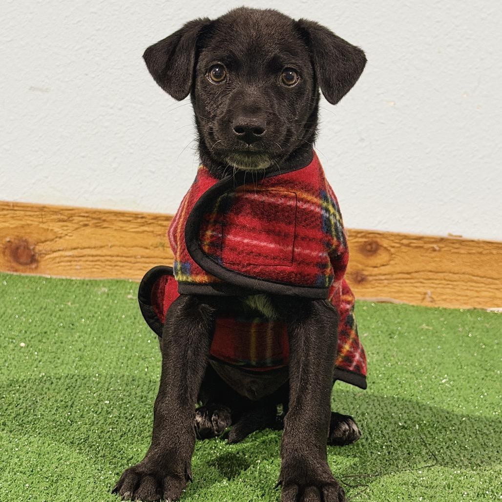 Martin, Adoptable, Puppy Male Shepherd.