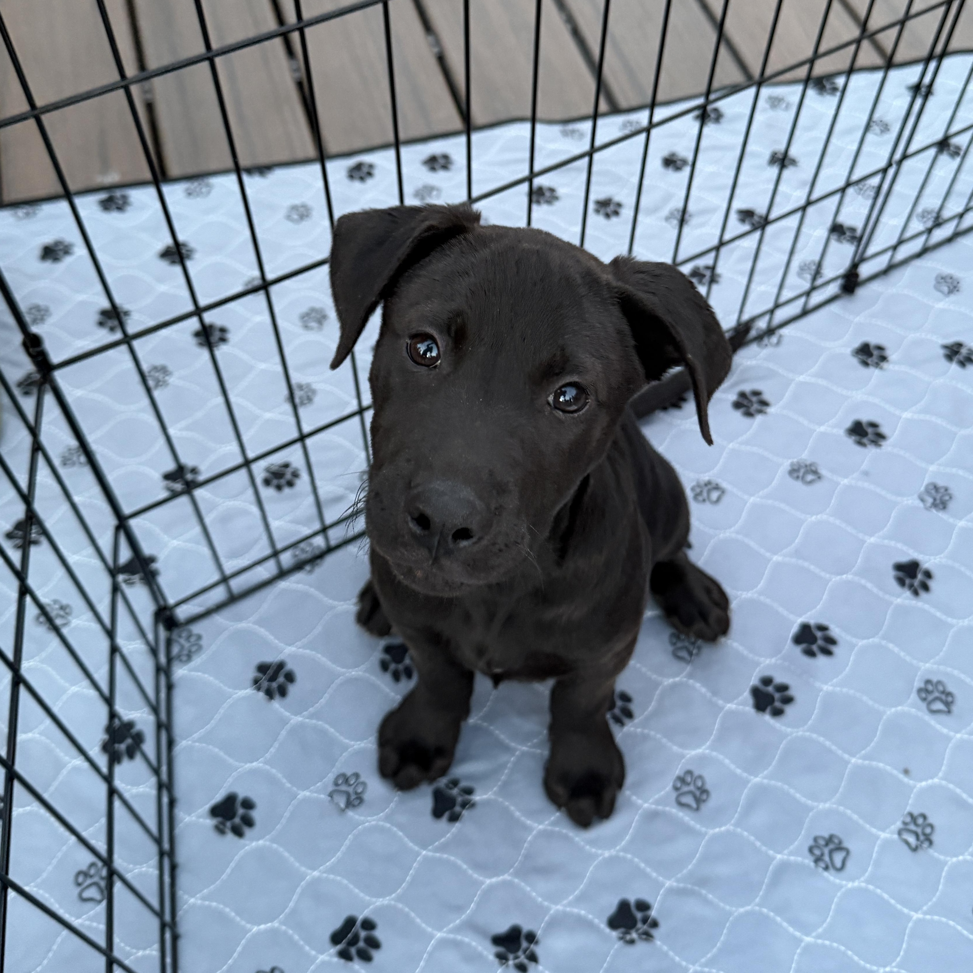 Maine, adopted, Puppy Male Pit Bull Terrier & Labrador Retriever.