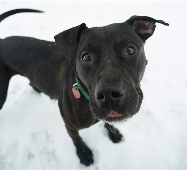 JOHNNY, Adoptable, Young Male Pit Bull Terrier & Labrador Retriever.