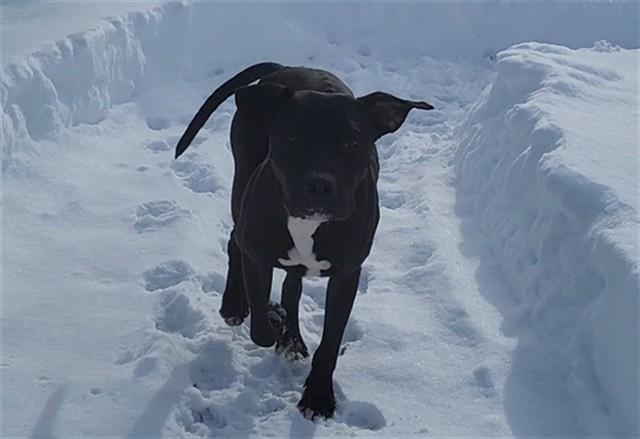Enlarge JOHNNY, a Adoptable Pit Bull Terrier in Springfield, MA image 1/1