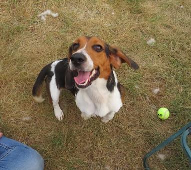 Dyson, Adopted, Adult Male Beagle.