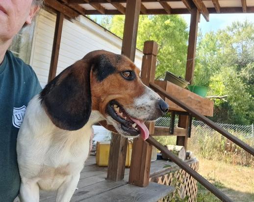 Enlarge Dyson, a Adopted Beagle in Clinton, ME image 2/5