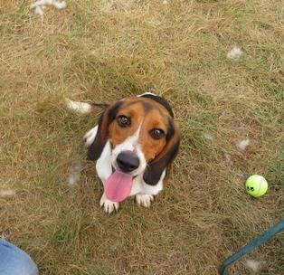 Enlarge Dyson, a Adopted Beagle in Clinton, ME image 5/5