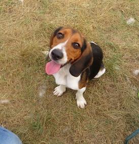 Enlarge Dyson, a Adopted Beagle in Clinton, ME image 4/5