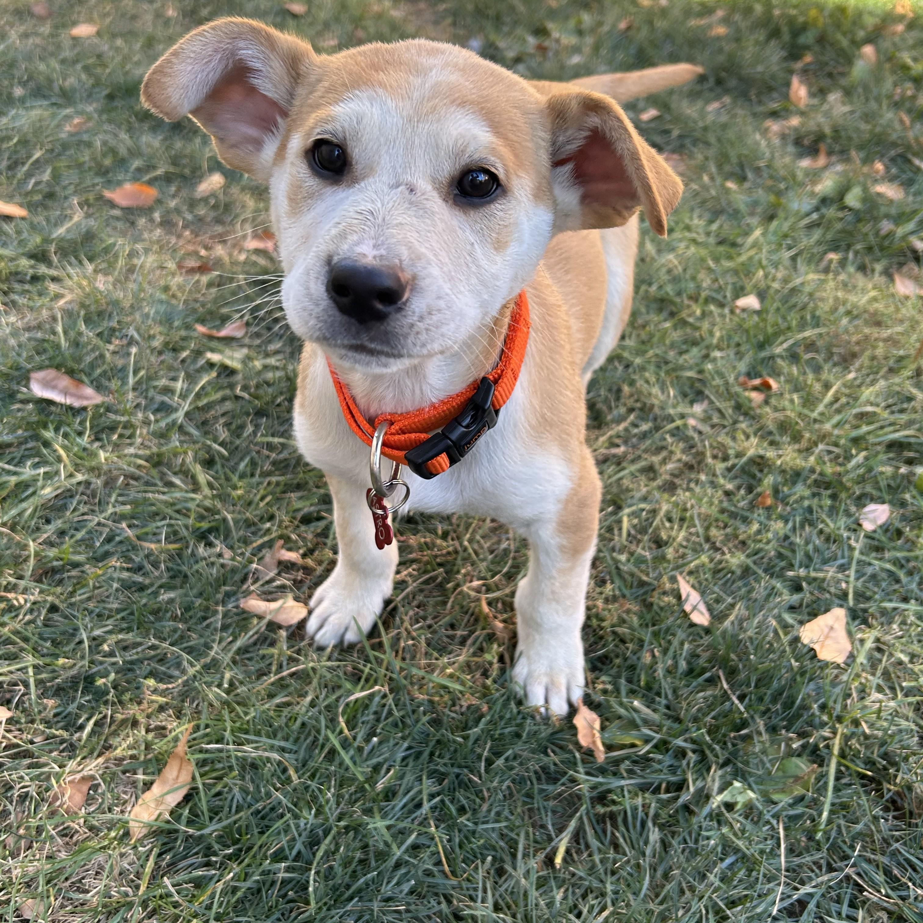Astro, an adoptable Mixed Breed in Saskatoon, SK, S7H 0W2 | Photo Image 1