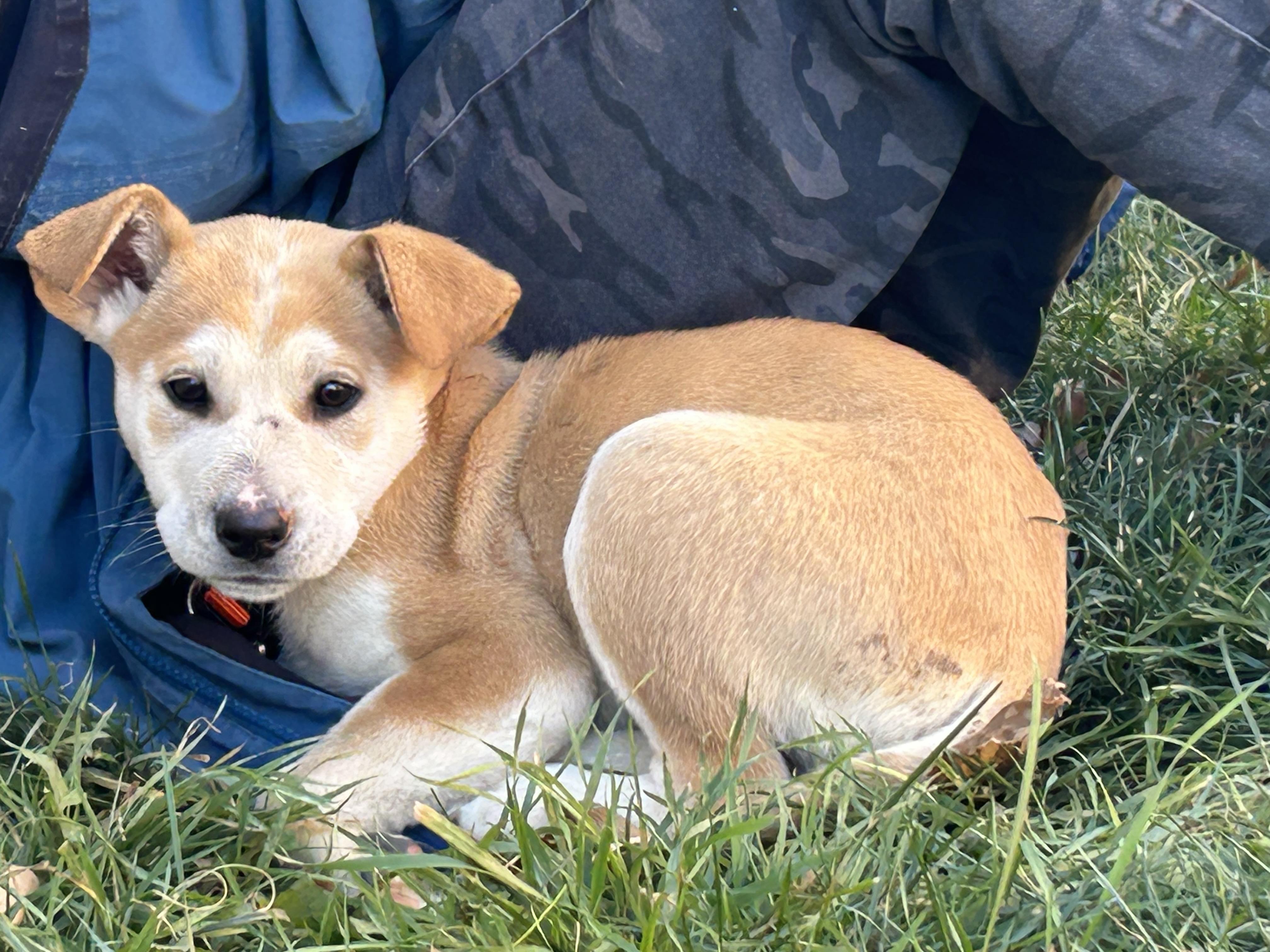Astro, an adoptable Mixed Breed in Saskatoon, SK, S7H 0W2 | Photo Image 5