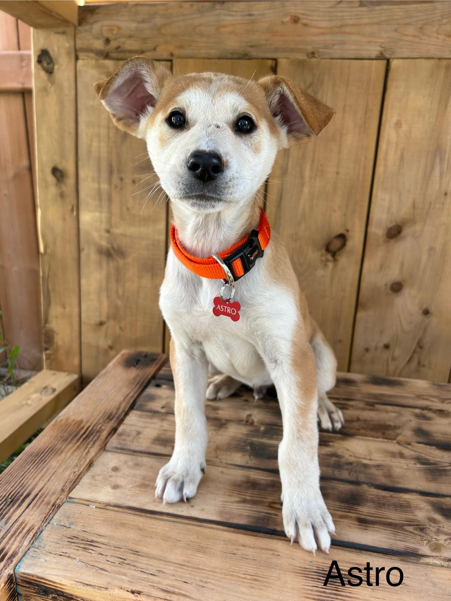 Astro, an adoptable Mixed Breed in Saskatoon, SK, S7H 0W2 | Photo Image 2