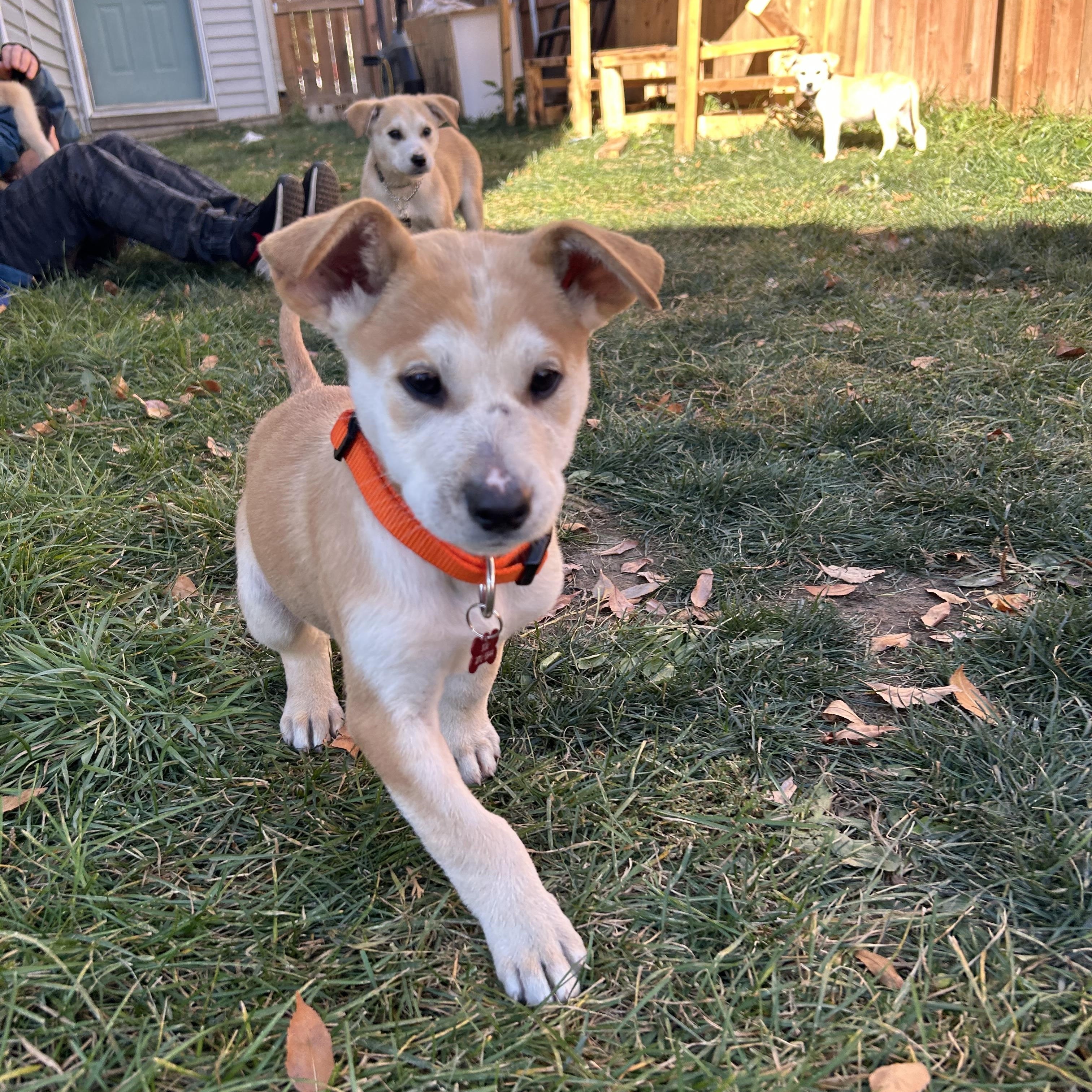Astro, an adoptable Mixed Breed in Saskatoon, SK, S7H 0W2 | Photo Image 3