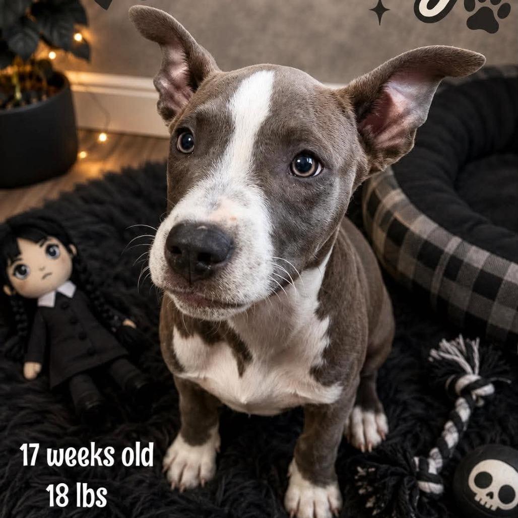 Wednesday, Adoptable, Young Female Pit Bull Terrier & Mixed Breed.