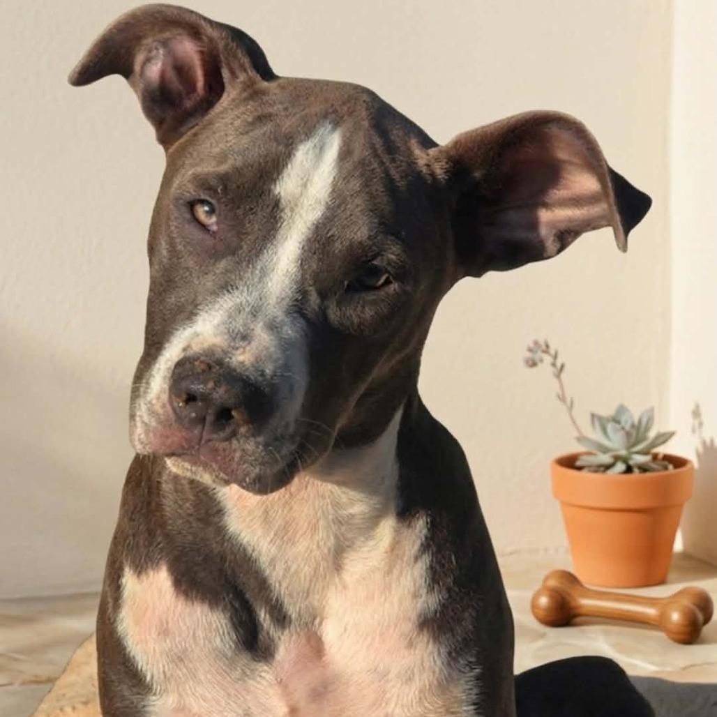 Enlarge Wednesday, a Adoptable mixed breed in Alma, WI image 2/6