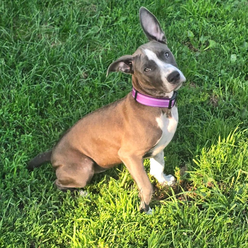 Enlarge Wednesday, a Adoptable mixed breed in Alma, WI image 3/6