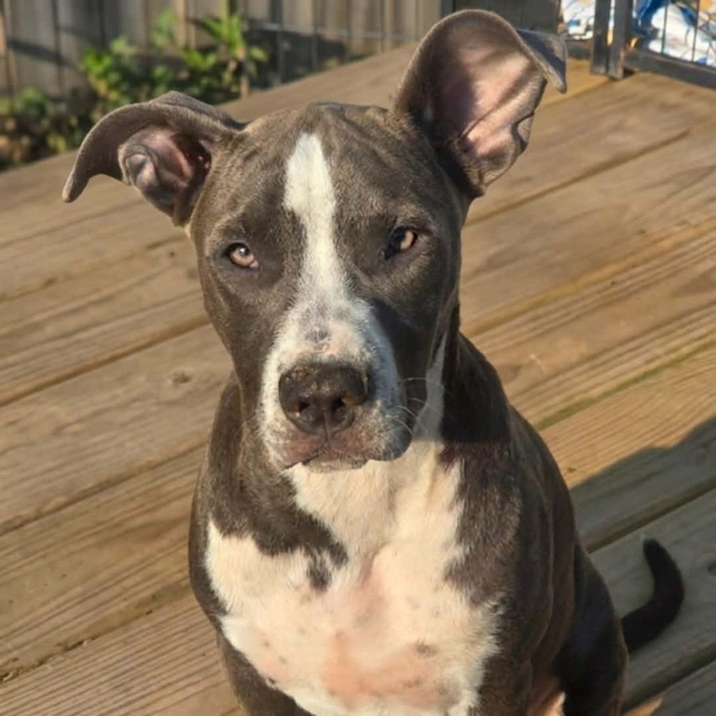 Enlarge Wednesday, a Adoptable mixed breed in Alma, WI image 4/6