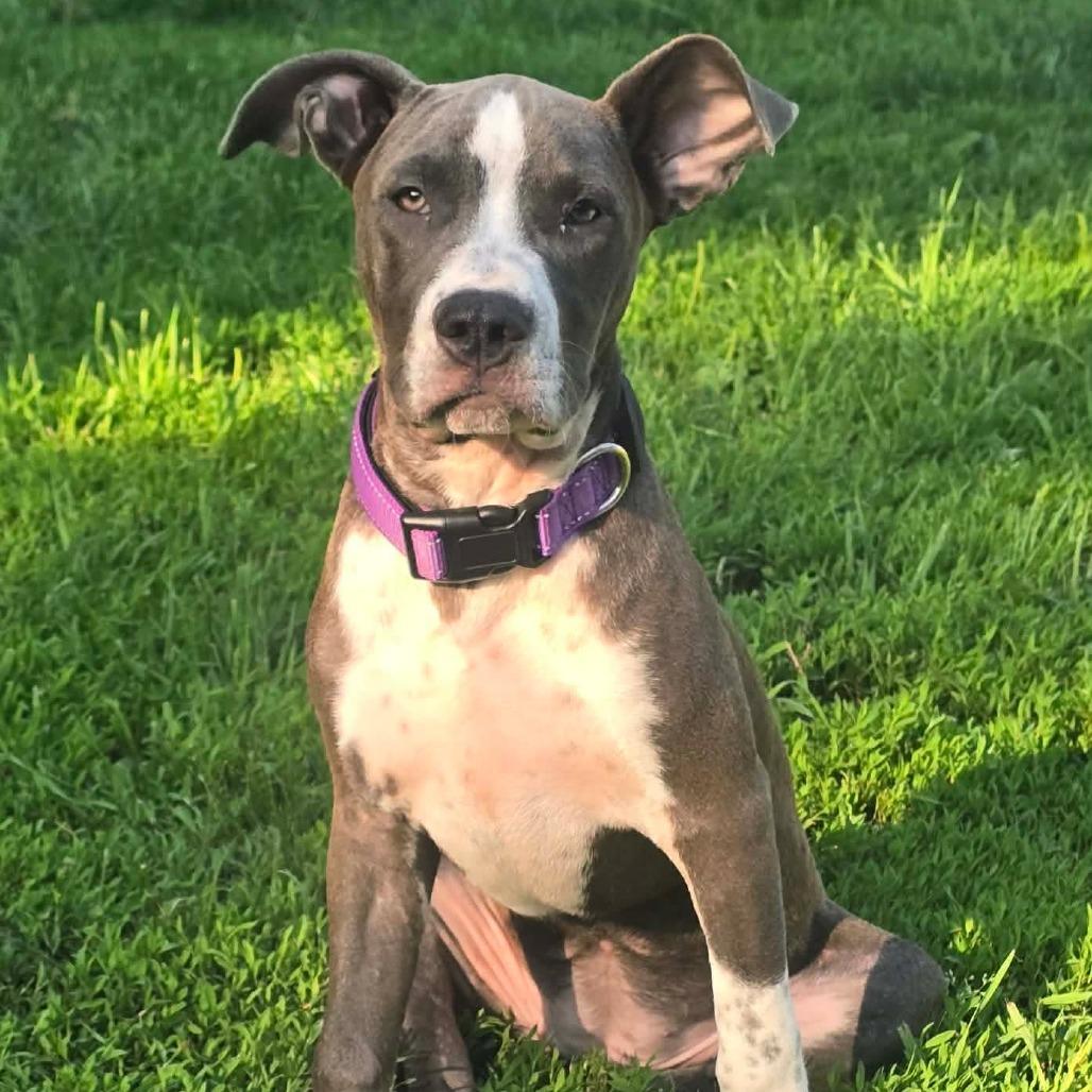 Enlarge Wednesday, a Adoptable mixed breed in Alma, WI image 5/6