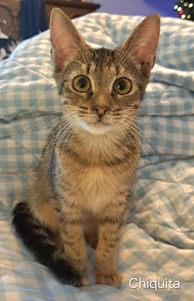 Chiquita, Adoptable, Kitten Female Domestic Short Hair.